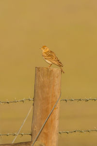 Close-up of bird perching on wooden post