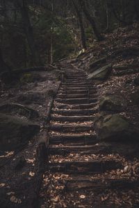 Steps against trees in forest