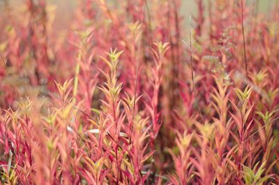 Close-up of pink flowering plants on field