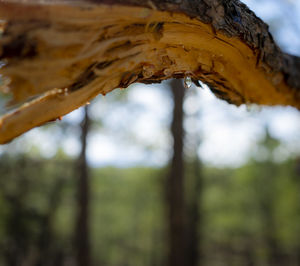 Close-up of tree trunk against blurred background