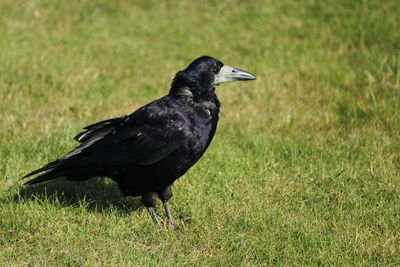 Black bird on grass