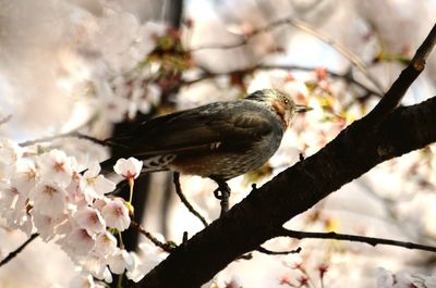 Bird perching on cherry tree