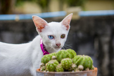 Close-up portrait of cat behind succulent plant outdoors