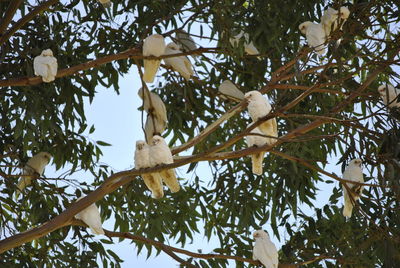 Low angle view of birds perching on tree