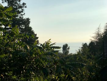 Trees growing in forest against sky