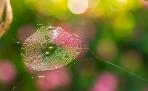 Close-up of spider on web