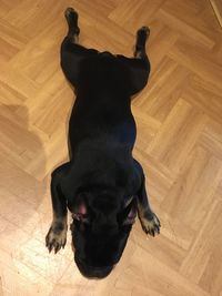 High angle view of dog lying on floor at home