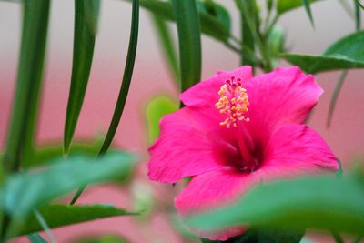 Close-up of pink flower blooming outdoors