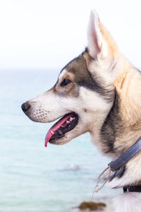 Close-up of dog looking away