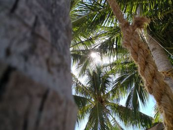 Low angle view of coconut palm tree against sky