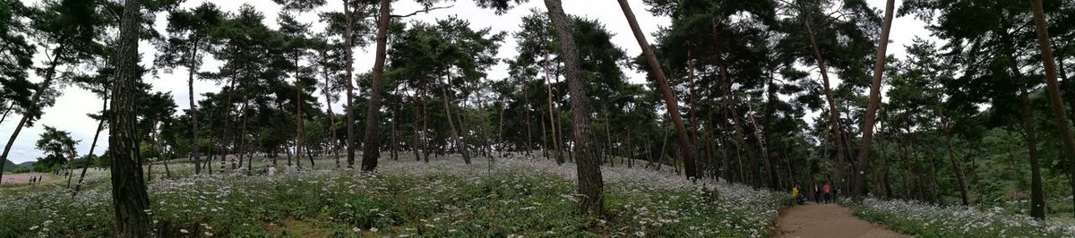 Panoramic view of trees in forest against sky