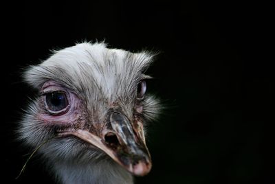 Close-up of owl