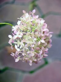 Close-up of pink flowers