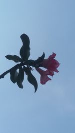 Low angle view of flowers blooming against clear sky