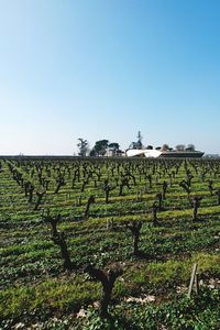 Agricultural field against clear sky