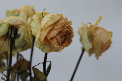 Close-up of dried plant