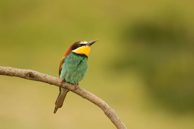 Close-up of bird perching on branch