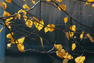 Close-up of autumn leaves on branch