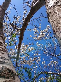 Low angle view of tree against sky