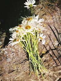 High angle view of white flowering plant