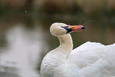 Mute swan turning its head 