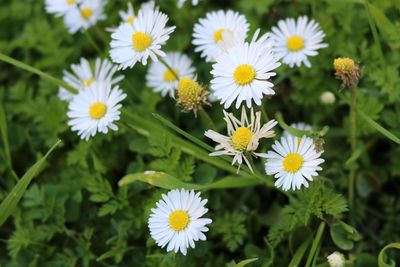 Close-up of white flowers blooming outdoors