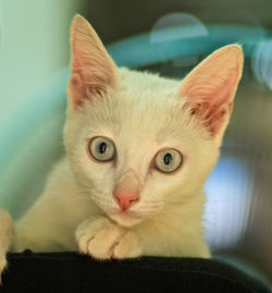 Close-up portrait of cat