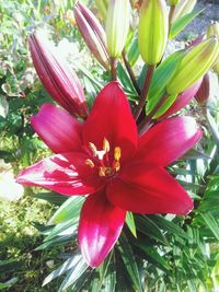 Close-up of pink flower