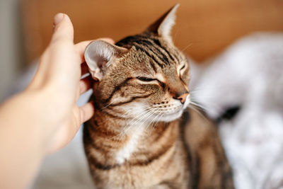 Close-up of hand holding cat