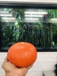 Close-up of hand holding orange fruit