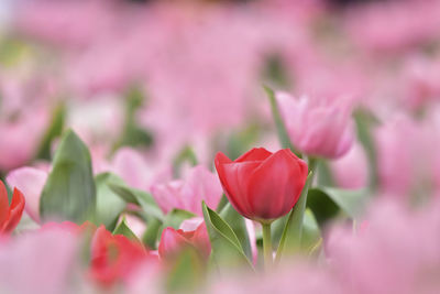 Close-up of red tulips