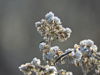 Close-up of cherry blossom during winter