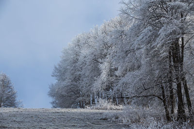 Frozen trees on field against sky during winter