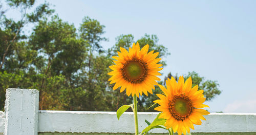 Close-up of sunflower against sky