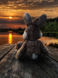 View of lizard on wood against sky during sunset