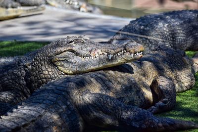 Close-up of crocodile