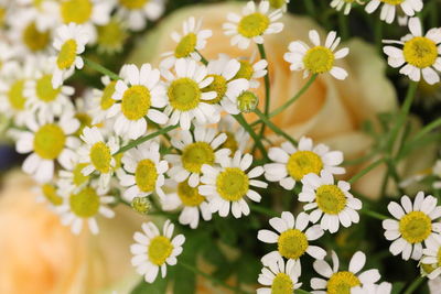 Close-up of fresh white daisy flowers
