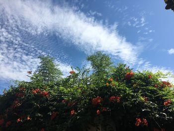 Low angle view of trees against sky