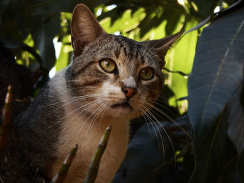 Close-up portrait of tabby cat on plant