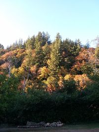 Trees in forest against sky during autumn