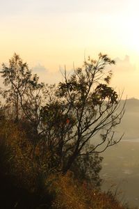 Plants growing on field against sky during sunset