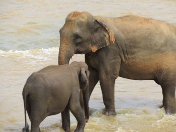 View of an animal in water