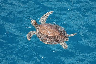 Large sea turtle swimming in ocean off st. croix