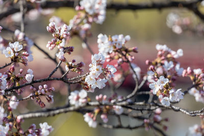 Close-up of cherry blossoms on tree