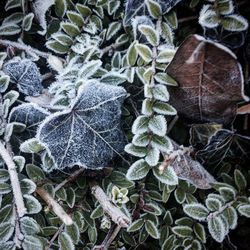 Close-up of plants