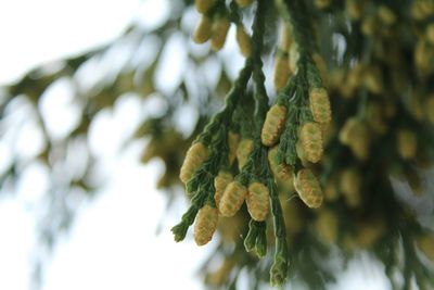 Close-up of leaves against blurred background