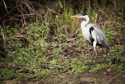 Gray heron on grass