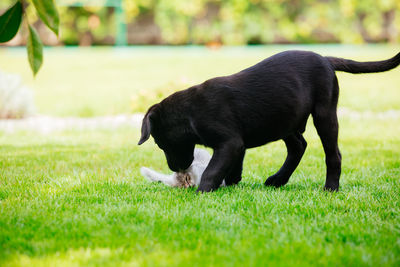 Black dog standing on field