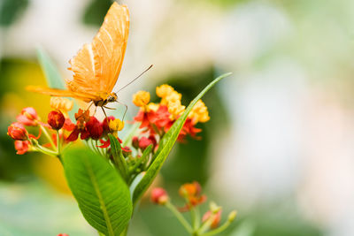Close-up of butterfly pollinating on flower