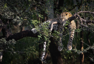 Cheetah standing on tree